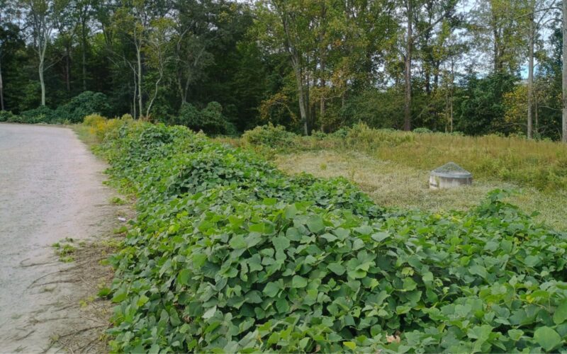 Retention pond overgrown with kudzu before mowing in Duncan SC with dense invasive vegetation