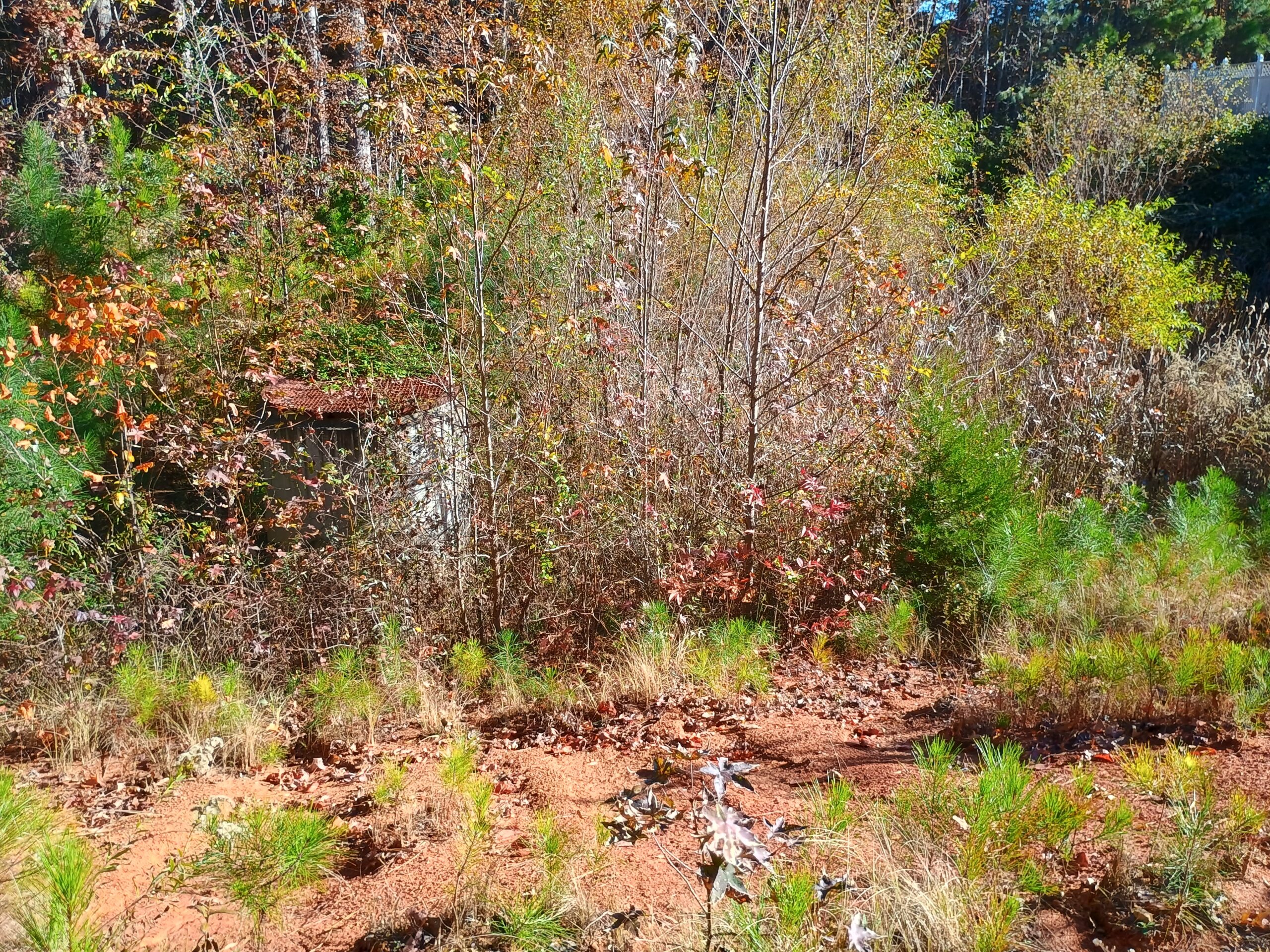 Steep Slope Mowing (Before)