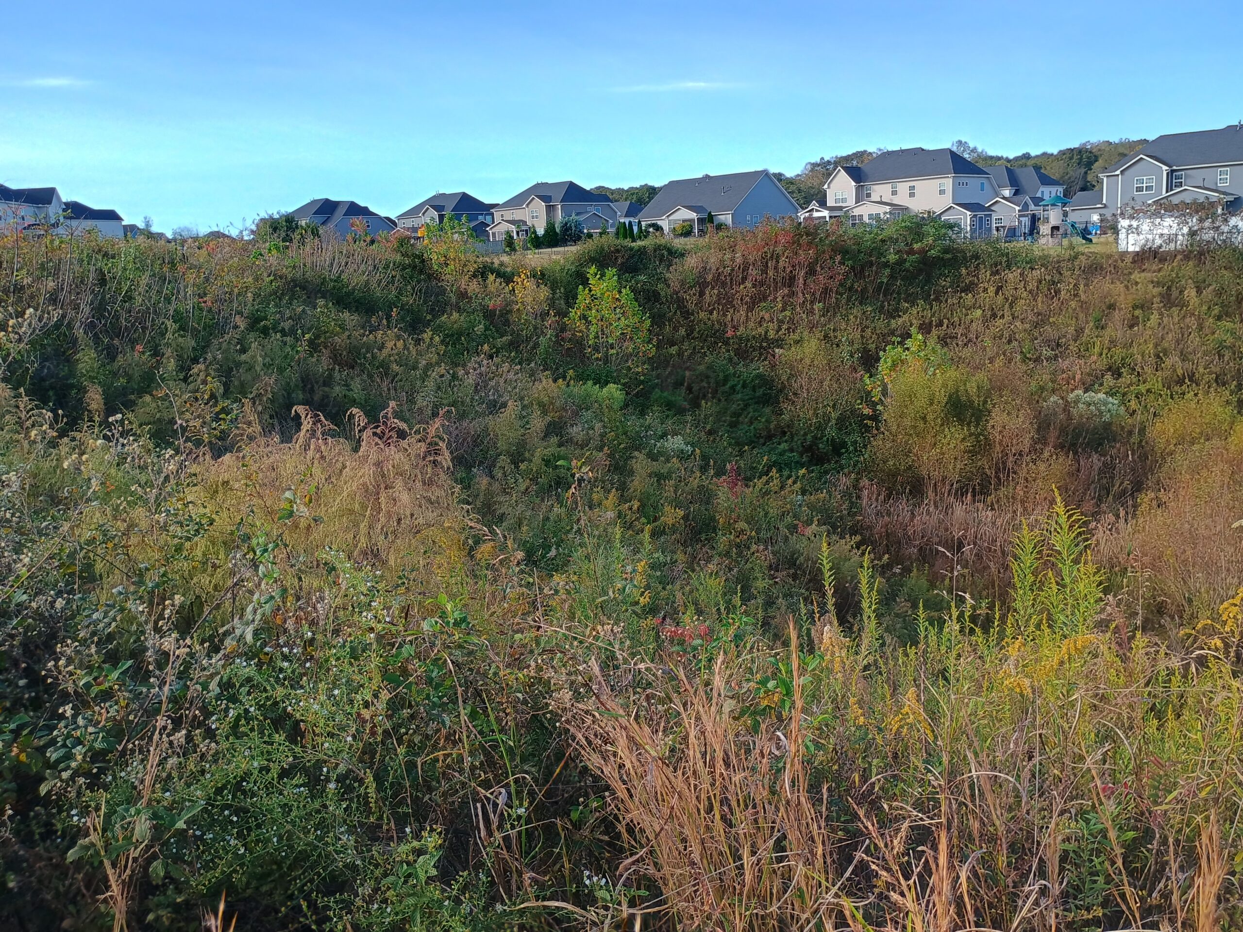 Overgrown retention pond in Simpsonville SC near residential homes with dense vegetation and brush