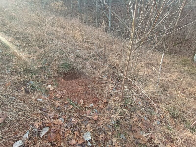 Animal burrow in pond dam causing soil disturbance and potential structural damage