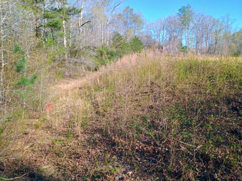 Overgrown dam in Campobello South Carolina with dense brush and young saplings before clearing