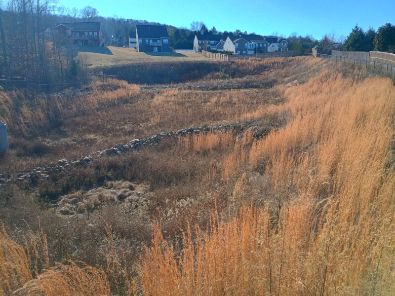 Overgrown retention pond before mowing in Travelers Rest South Carolina with tall grass and dense vegetation
