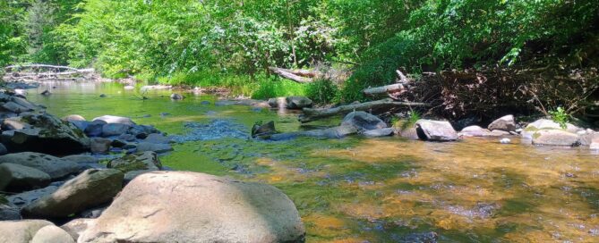 Clear creek flowing through a natural wooded area protected by proper stormwater management and retention pond systems.