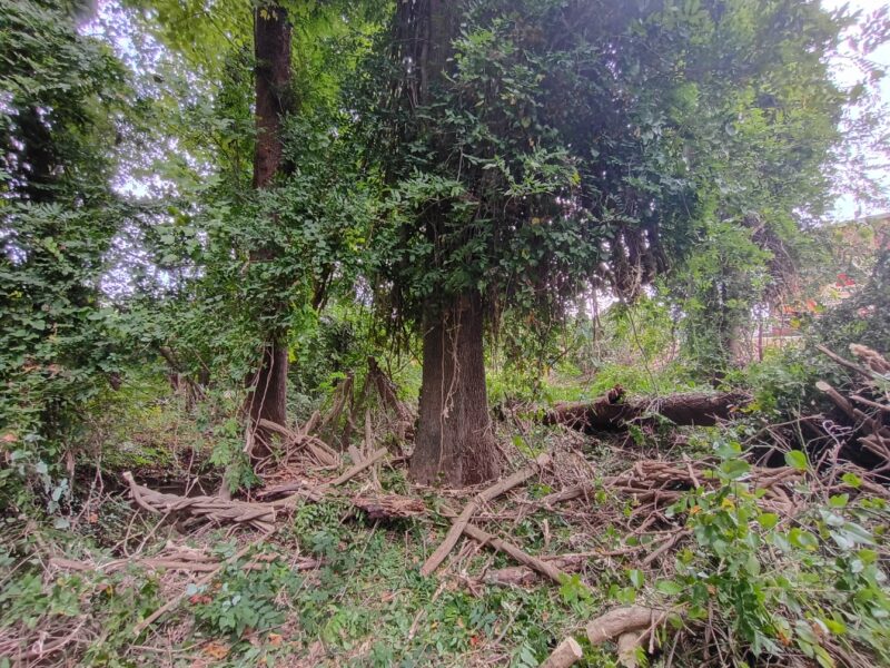 Maple tree after large wisteria vines and surrounding brush were removed in Taylors, SC