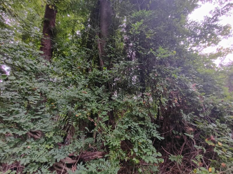 Overgrown maple tree covered in wisteria and dense vegetation before clearing in Taylors, SC