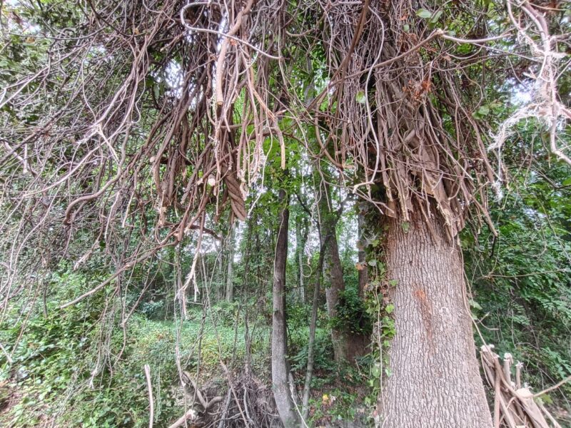 Large maple tree covered in thick invasive wisteria vines in Taylors, South Carolina