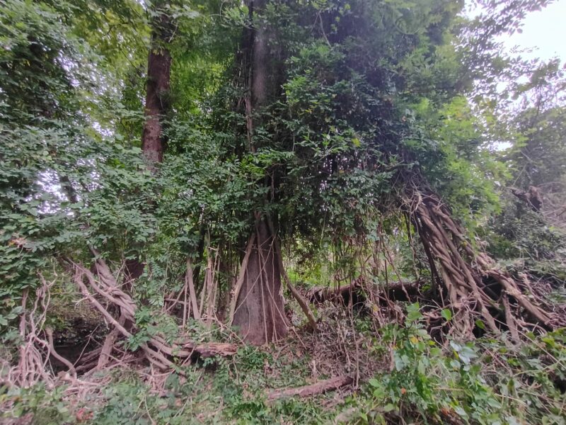 Removing smaller wisteria vines to access massive vines on maple tree in Taylors, SC
